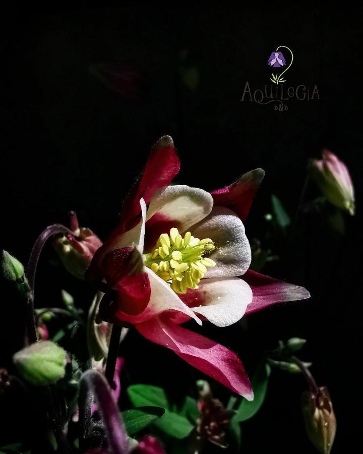 B&B Aquilegia Аккуаланья Екстер'єр фото